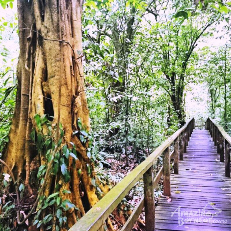 Gomantong Caves Adventure